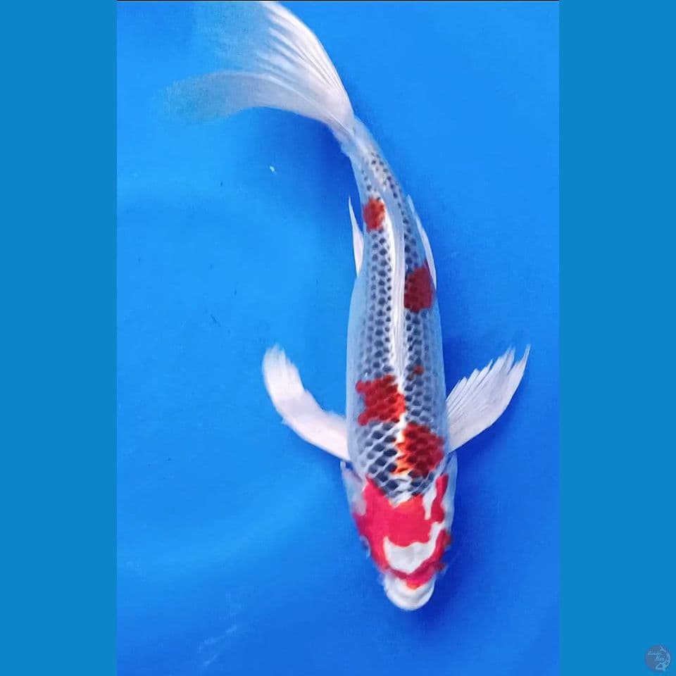 KUJAKU KUMPAY HIGHQUALITY‼️F 31CM