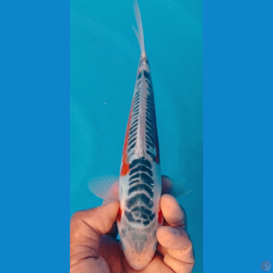 SUSUI 25CM