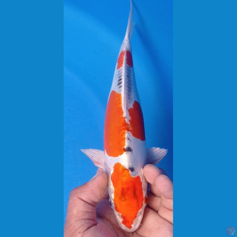kujaku doitsu 27cm