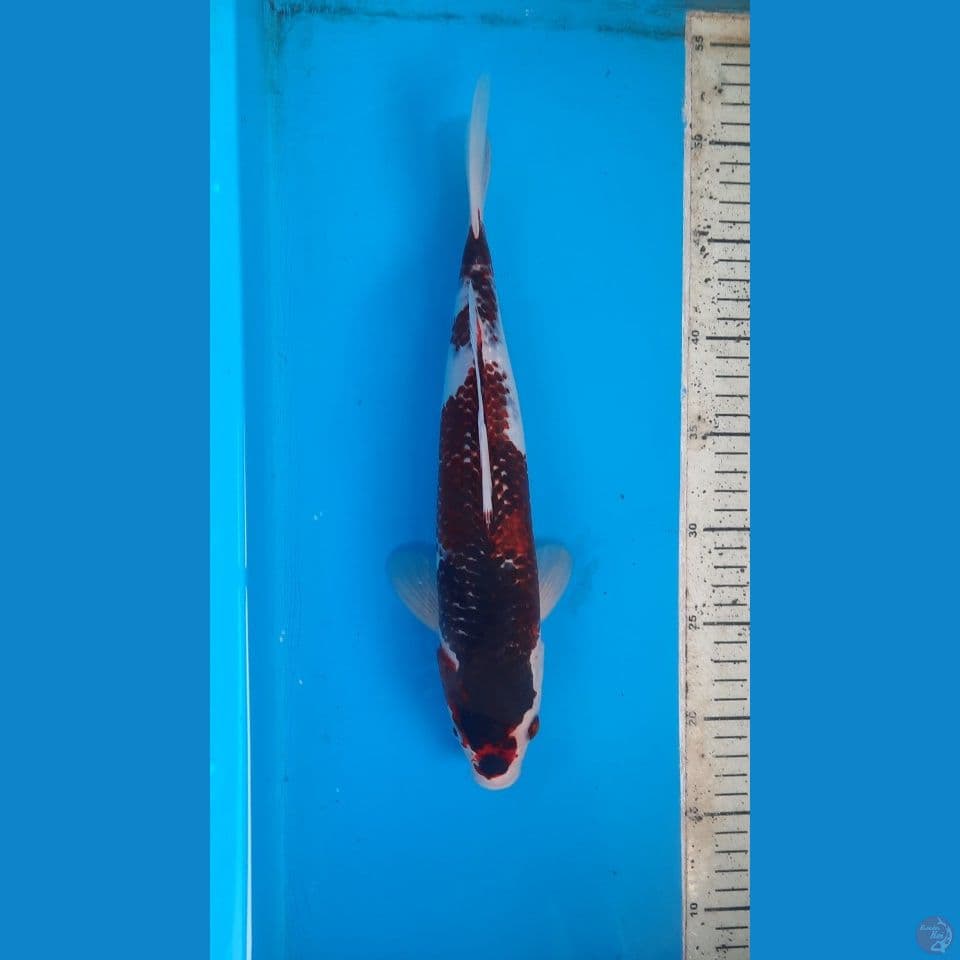 goromo