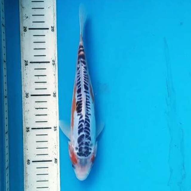 shusui 25 cm