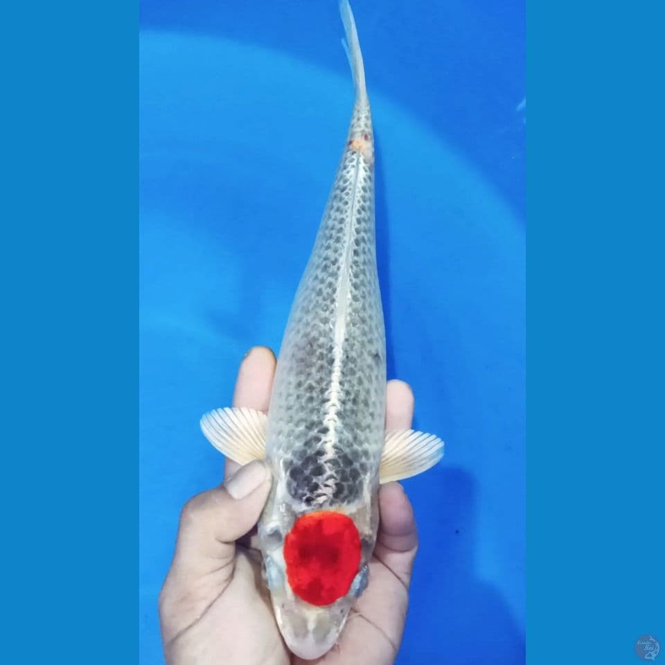 YANCHO KUJAKU M33CM