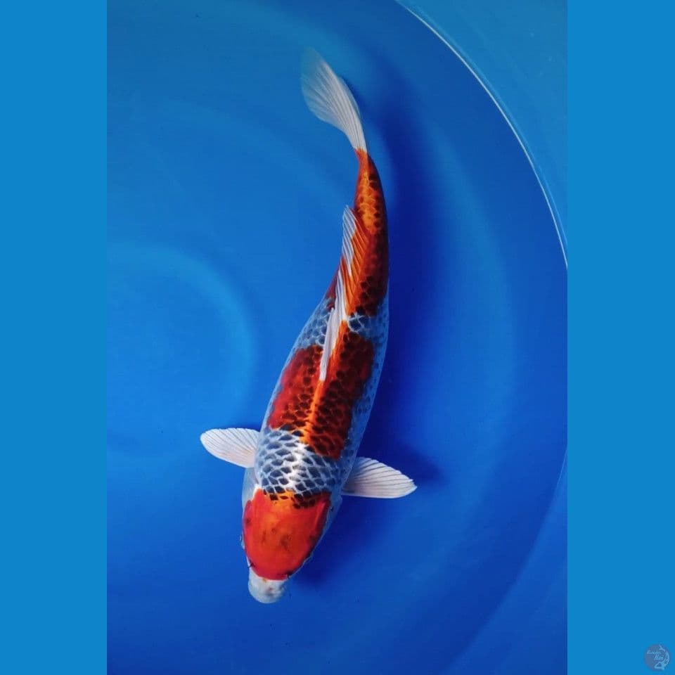 RED KUJAKU HQ‼️ F 44CM