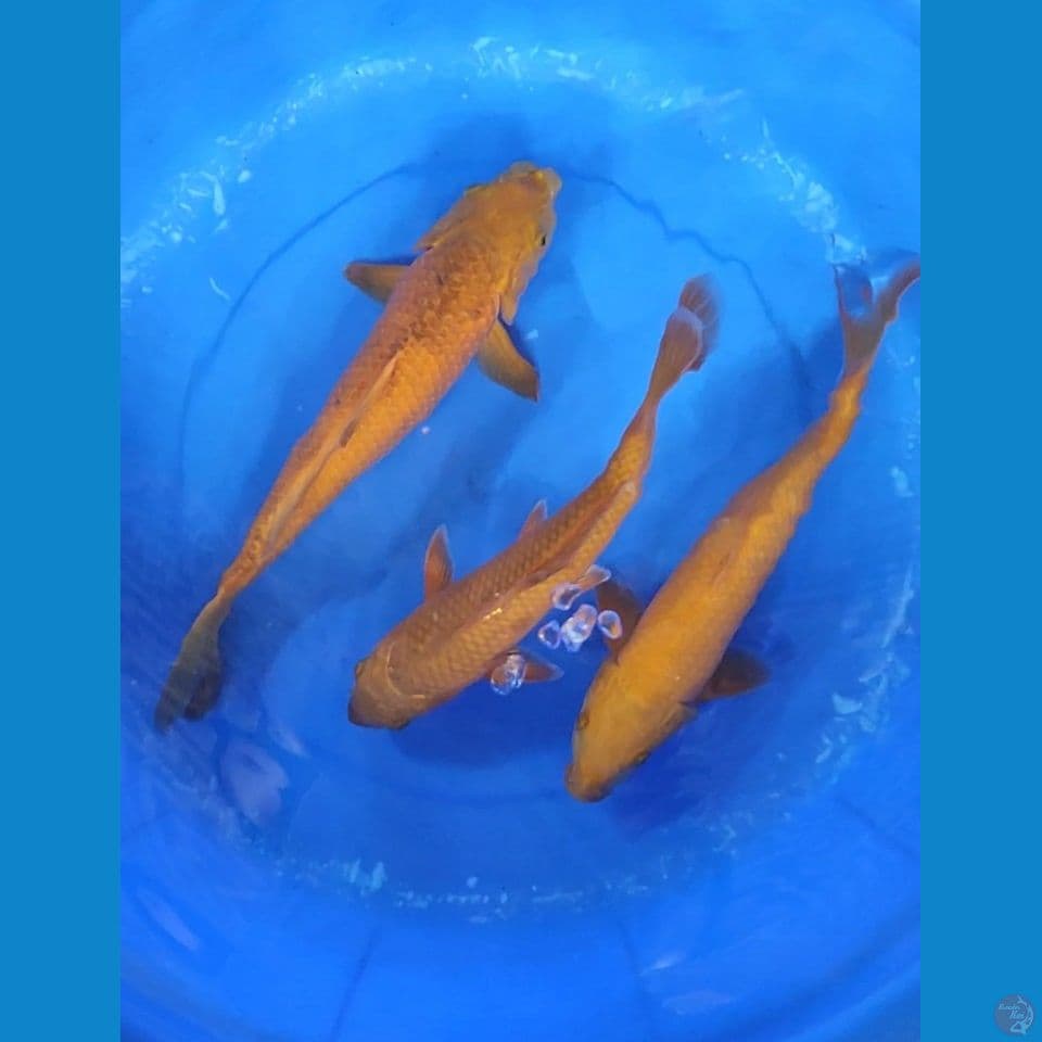 Trio penjinak kolam Chagoi tembaga dan Karamel 29-35 cm mix