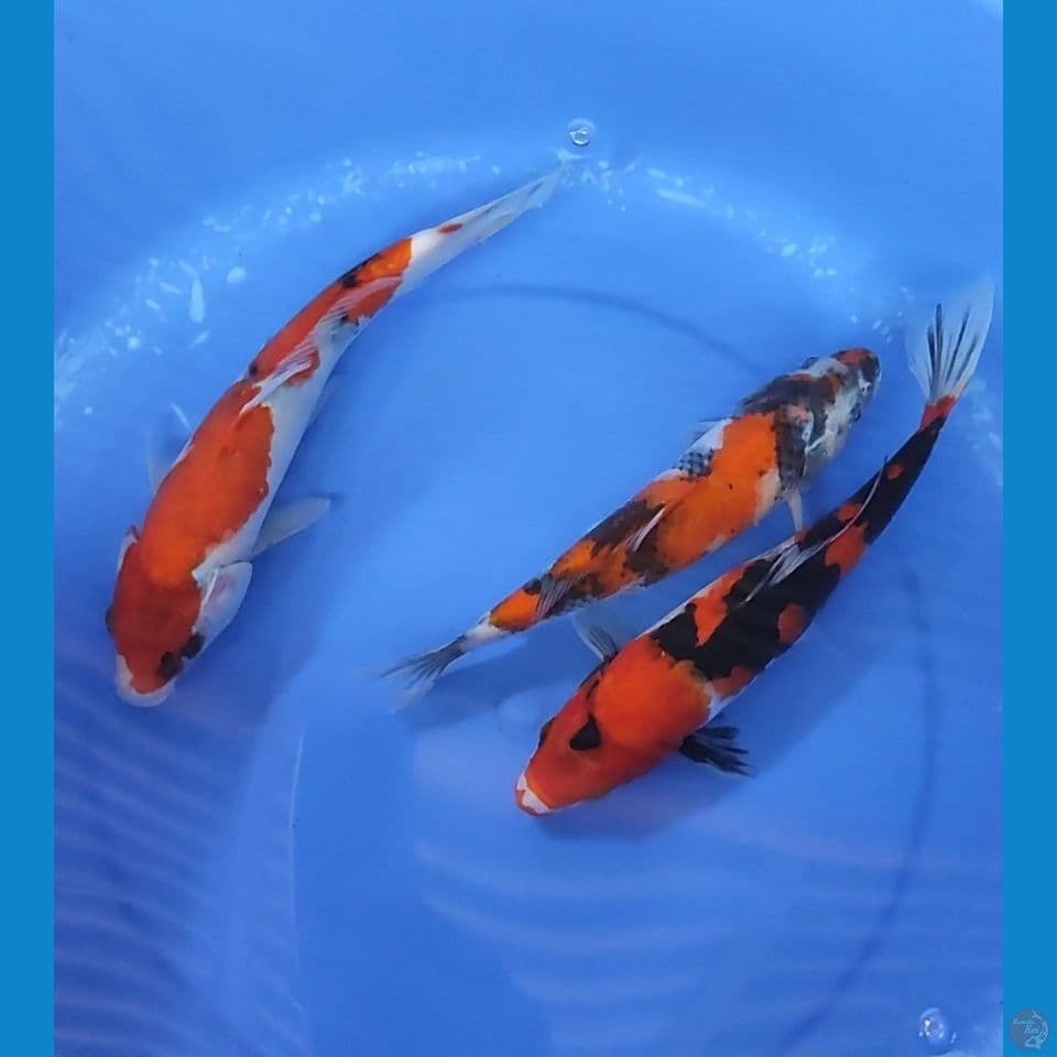 Trio Showa 25-28 cm mix