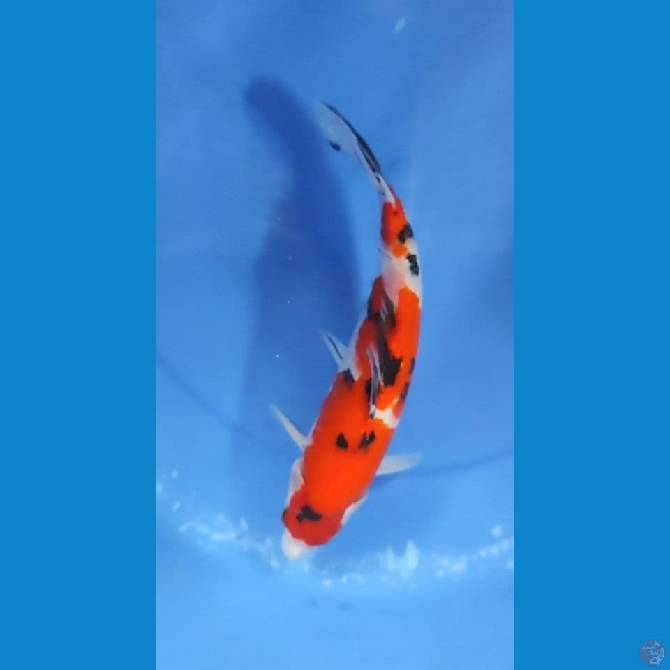 Taisho Sanshoku 26 cm Female