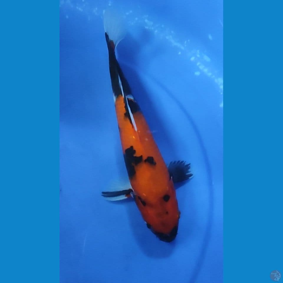 HiShowa 26 cm Female