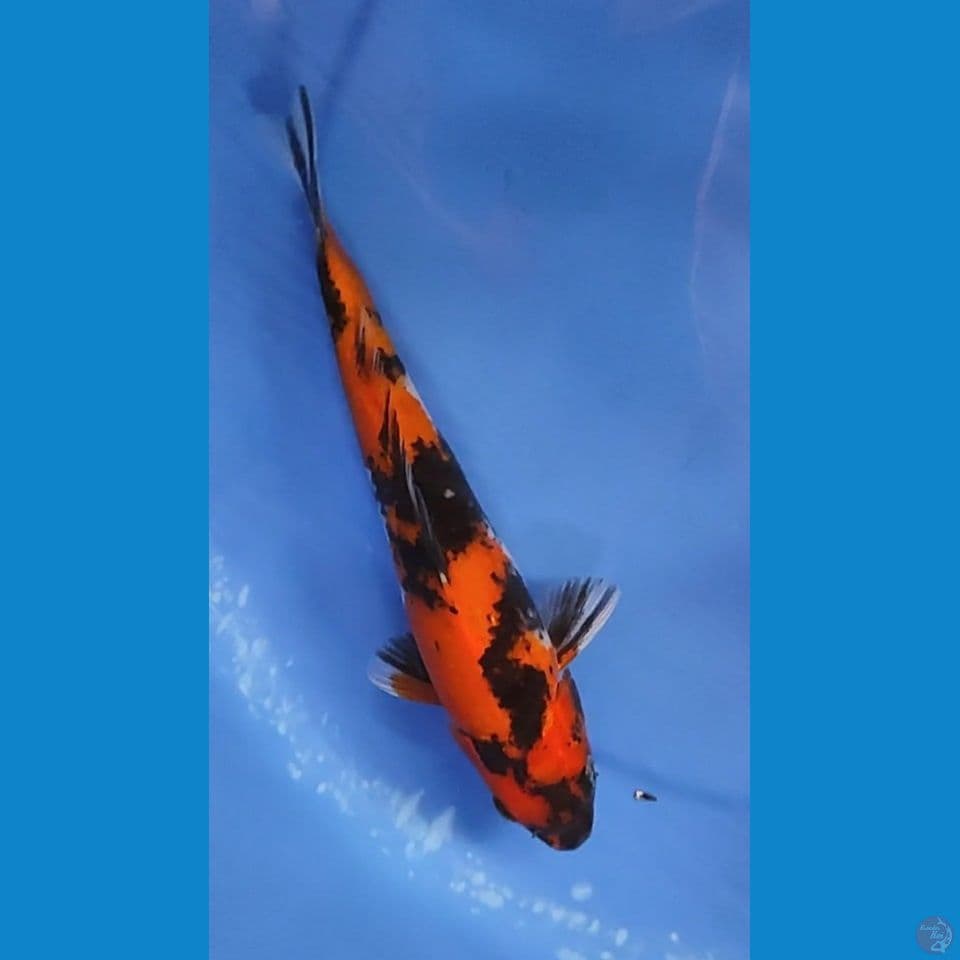 Hishowa metir 24 cm Female