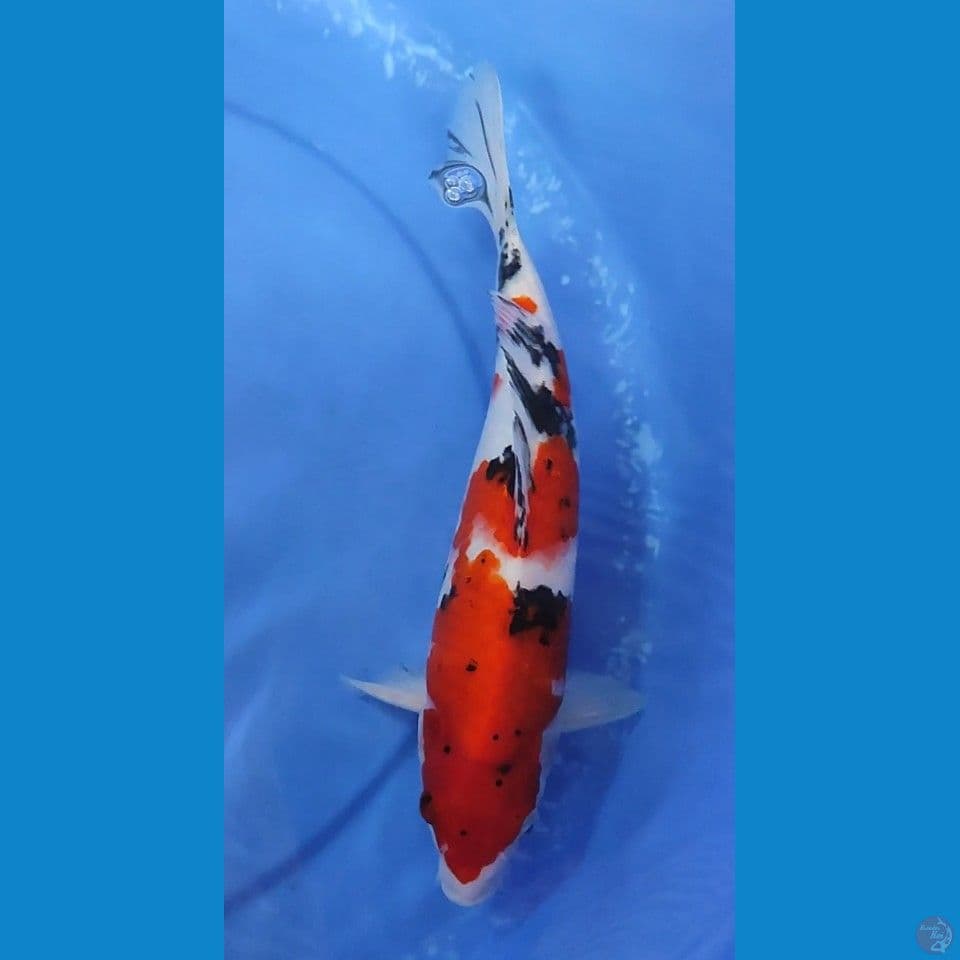 Taisho Sanshoku 30 cm Female