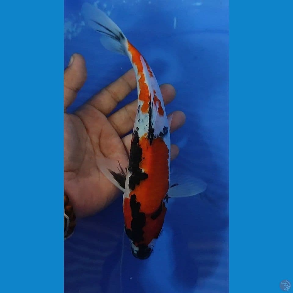 Showa Metir 23 cm Jantan