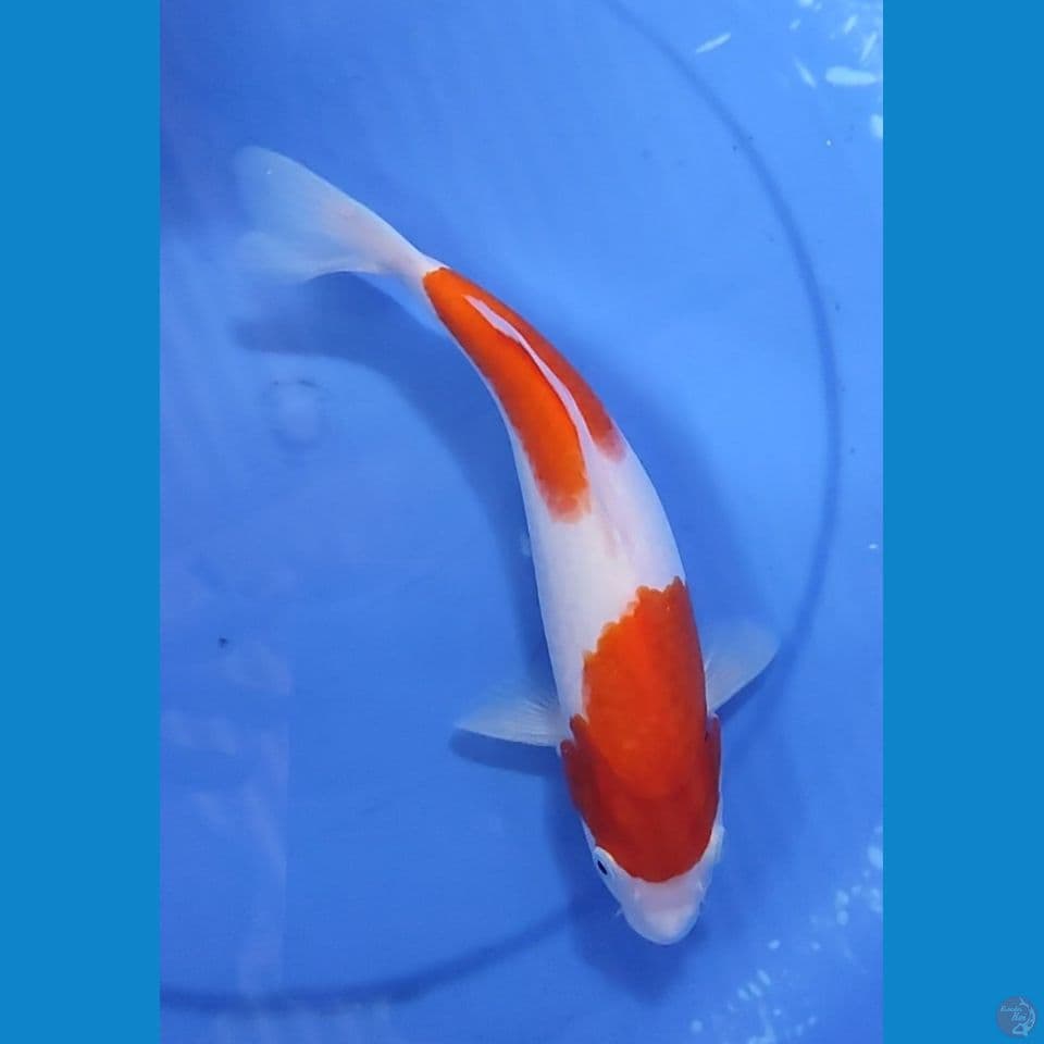 Kohaku pattern Halus 2 step 26 cm Female