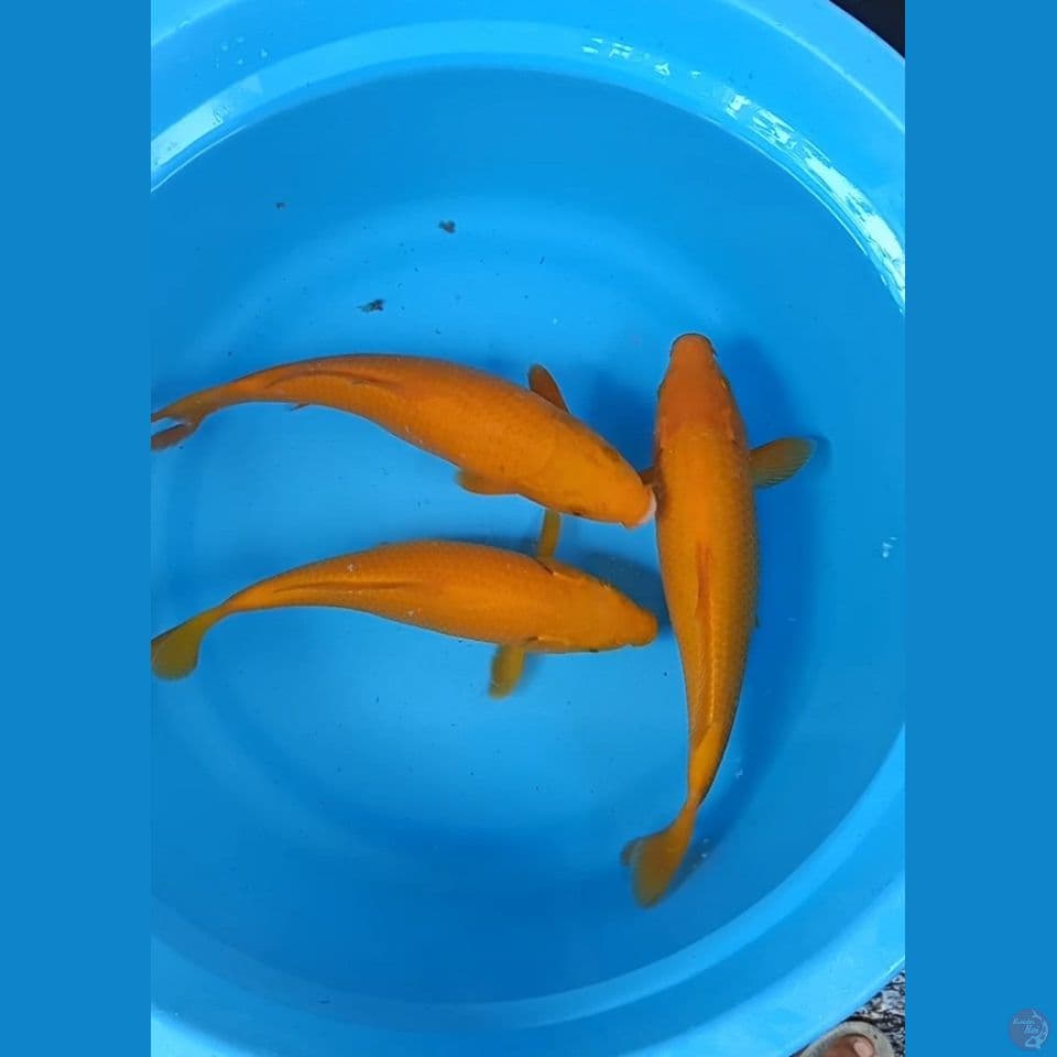 Karasi Mango 26cm-29cm