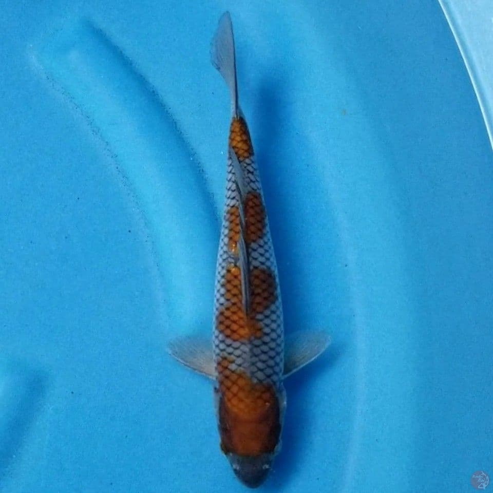 OCHIBA 26 CM FEMALE