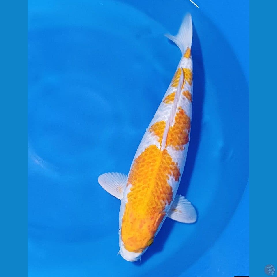 50CM HARIWAKE JUMBO F