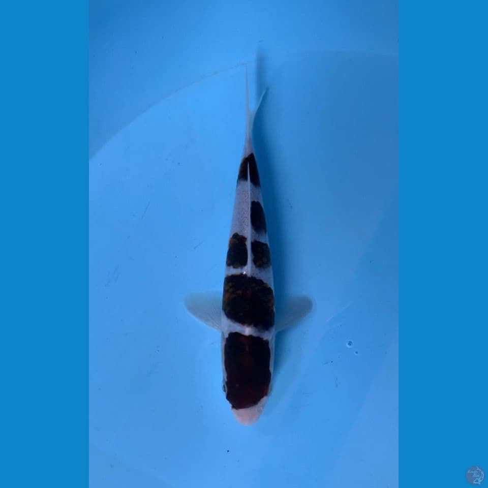 GOROMO 19CM~original
