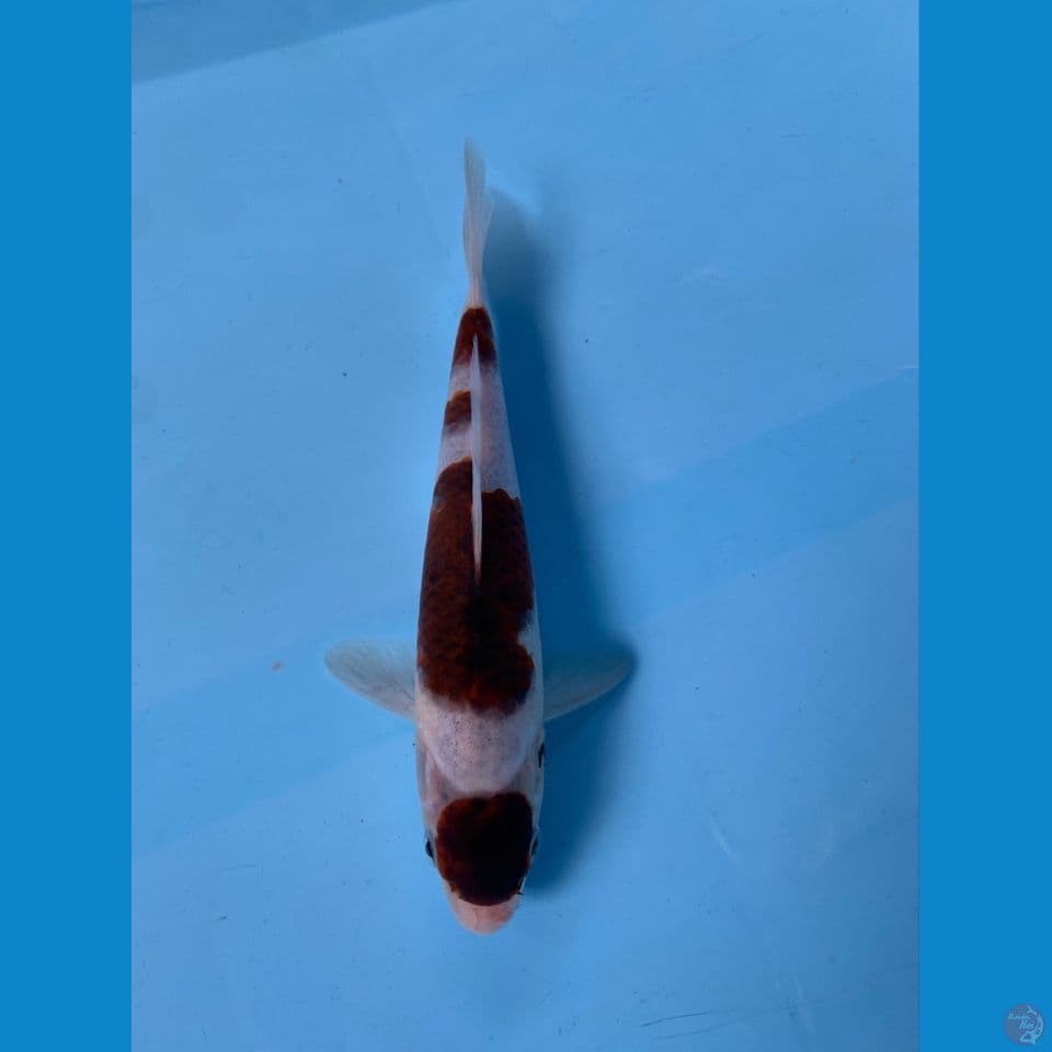 KOROMO 20CM