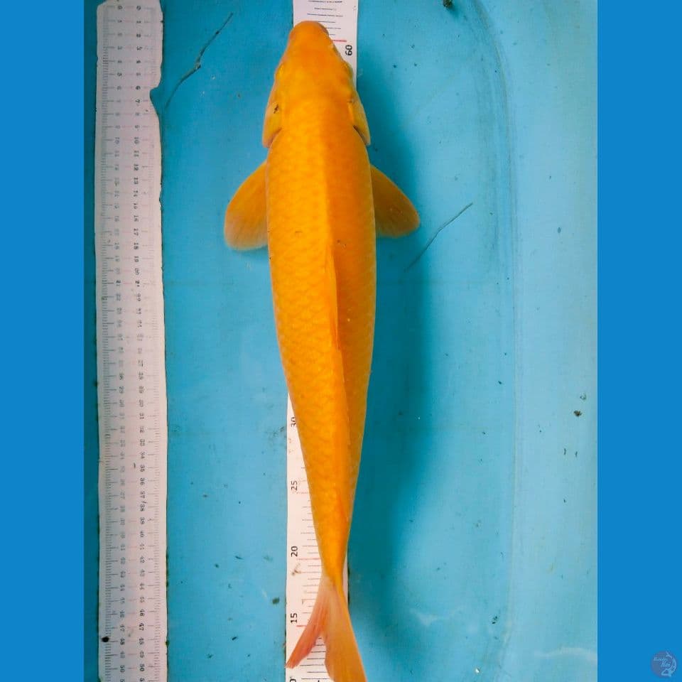 kuning 48cm jantan