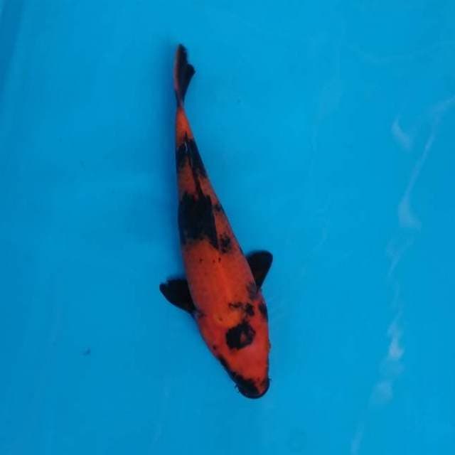 Hi utsuri