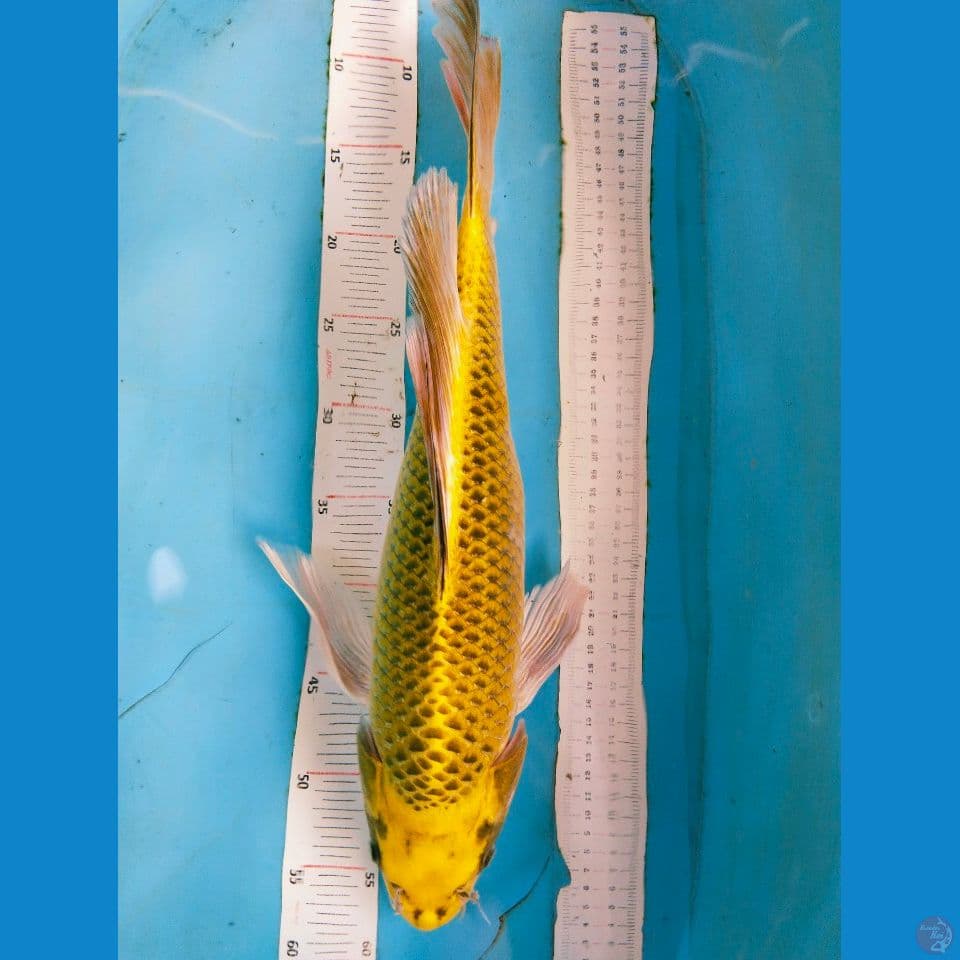 kumpay 50cm ~fm