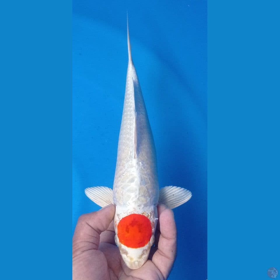SAKURA 30 CM