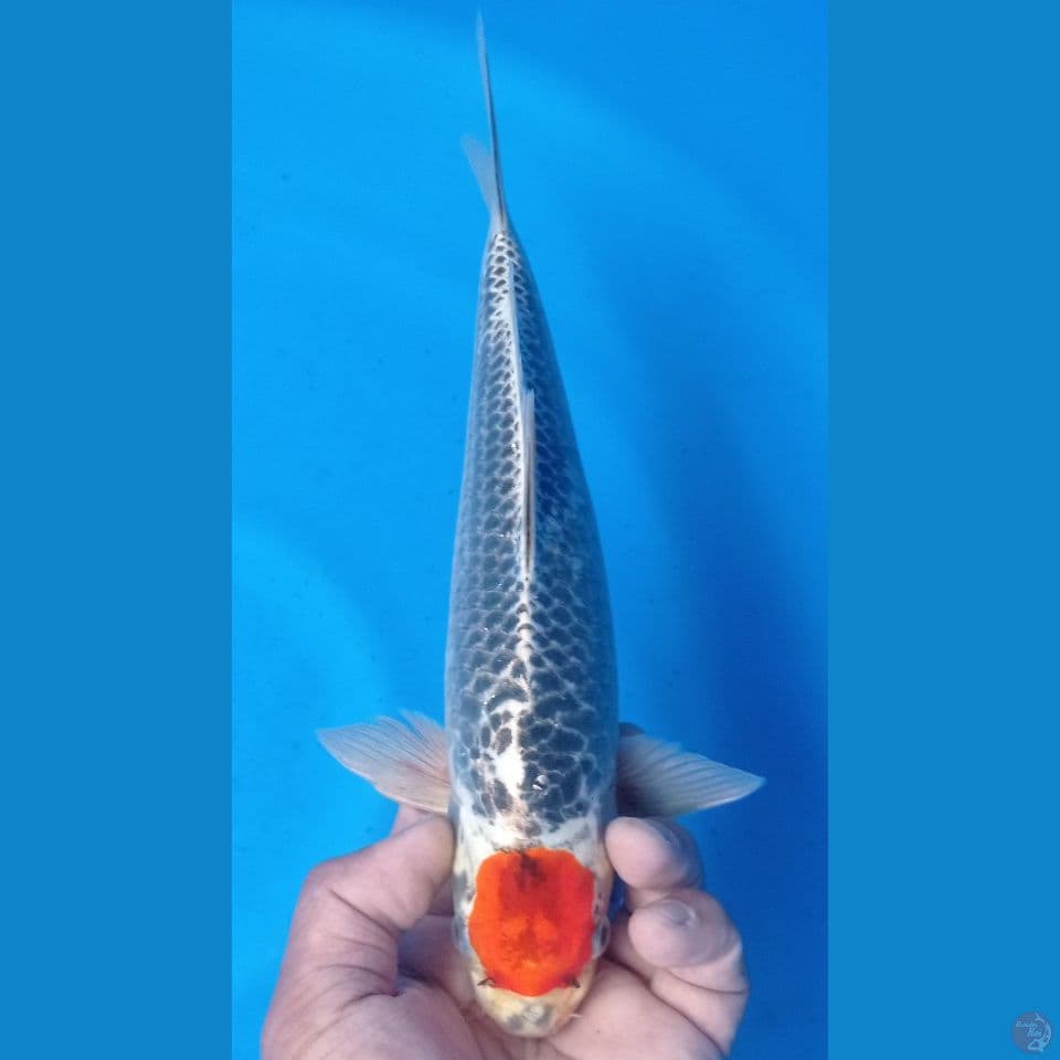 TANCOKU 30CM