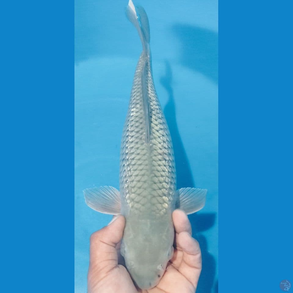 SORAGIN 40CM