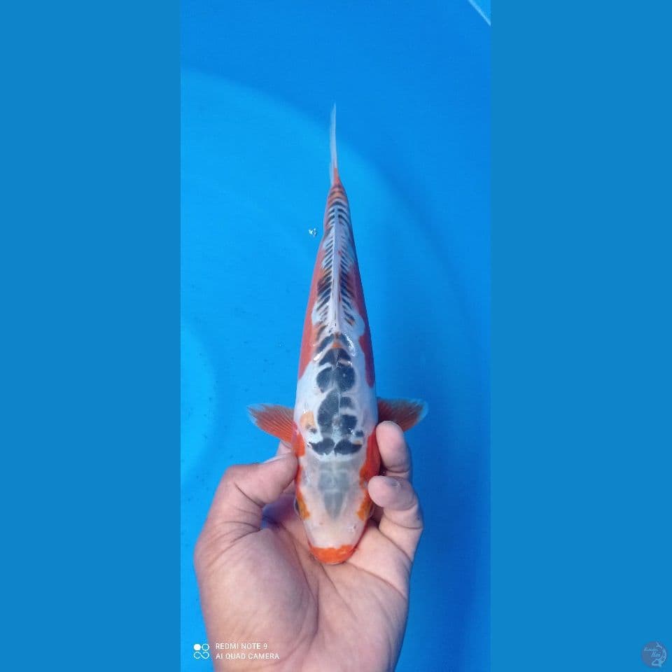 susui 32cm