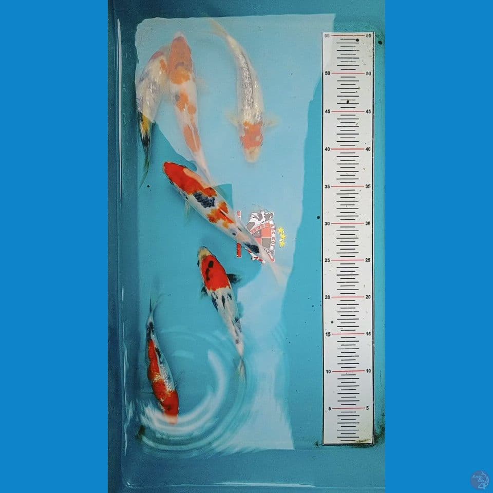 Showa 20 cm
