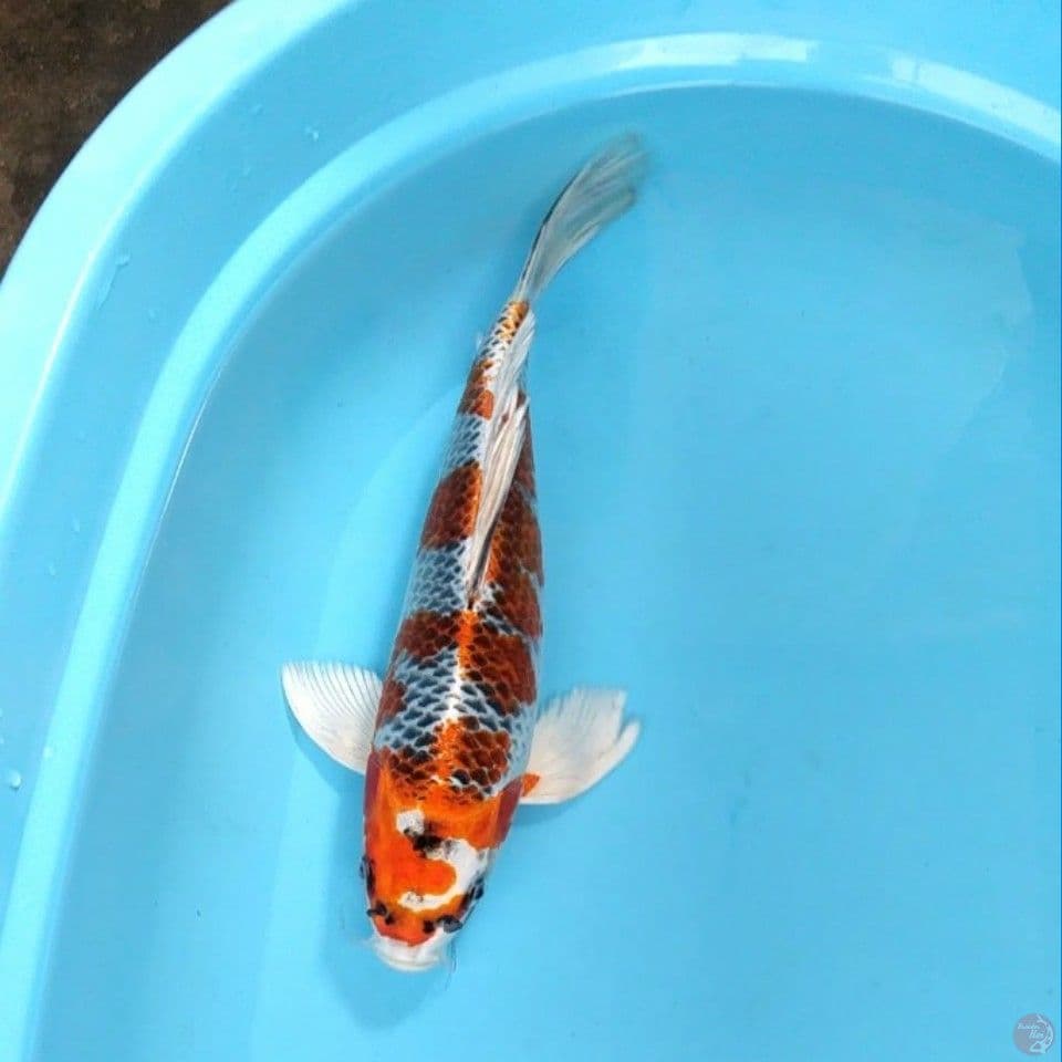 ~Suneo 2~ Kumpay Kujaku.. 37cm.female™