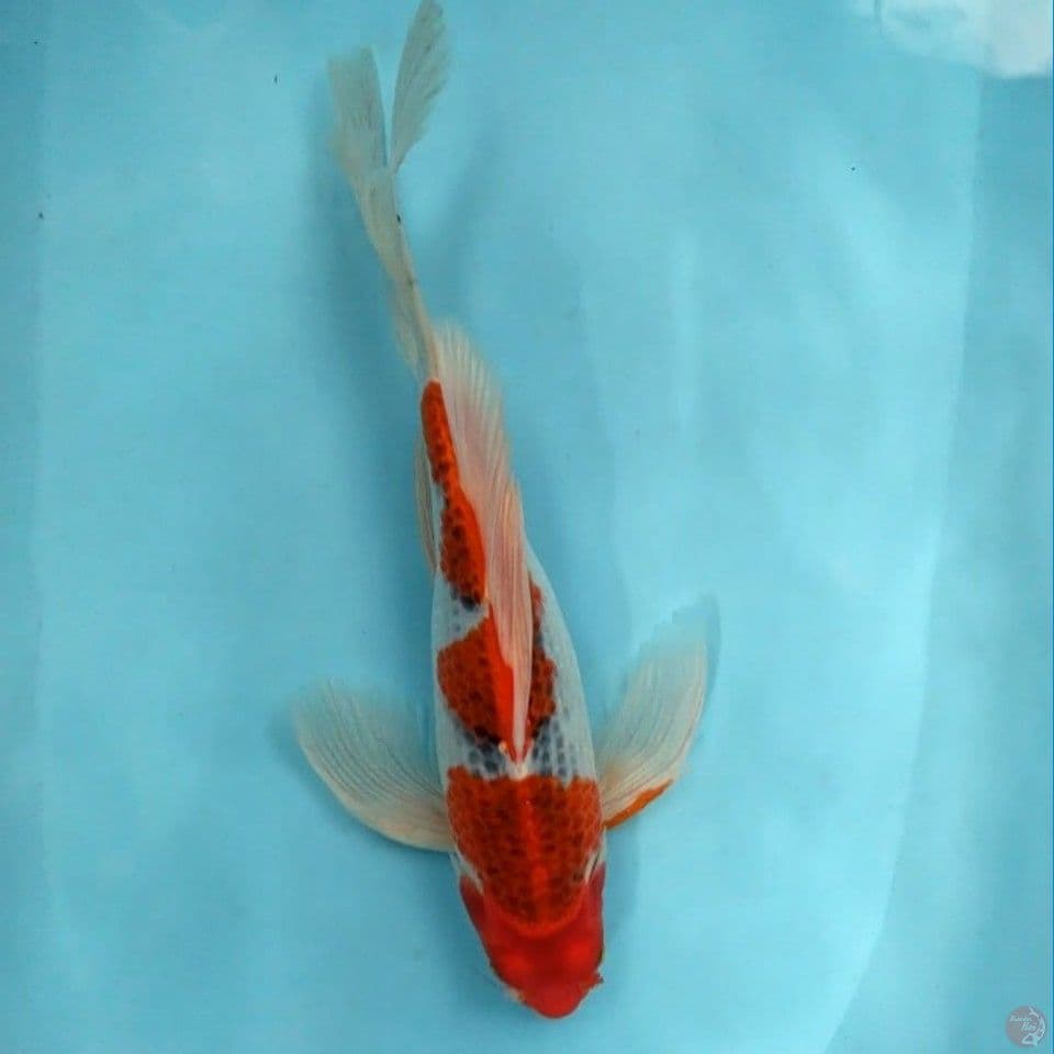 ~Suneo 3~ Kumpay Gosiki.. 38cm.female™