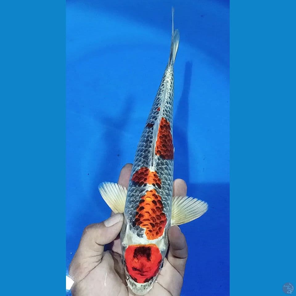 M 30CM MARUTEN KUJAKU