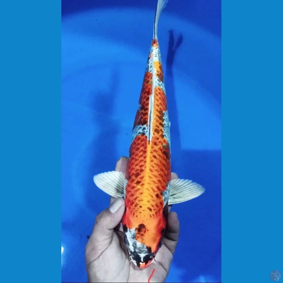 BENIGINGGA M 35CM