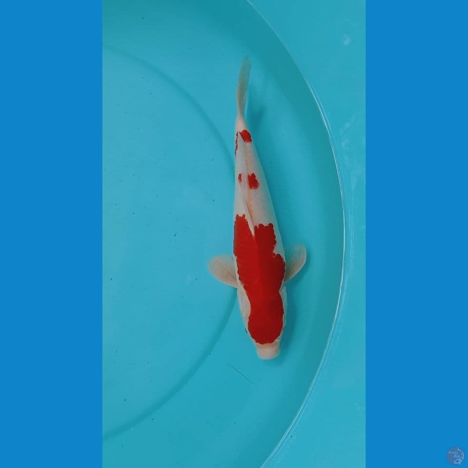 kohaku