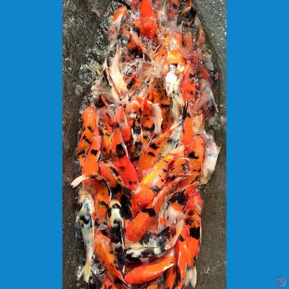 Showa Obral 125 ekor 15-20cm