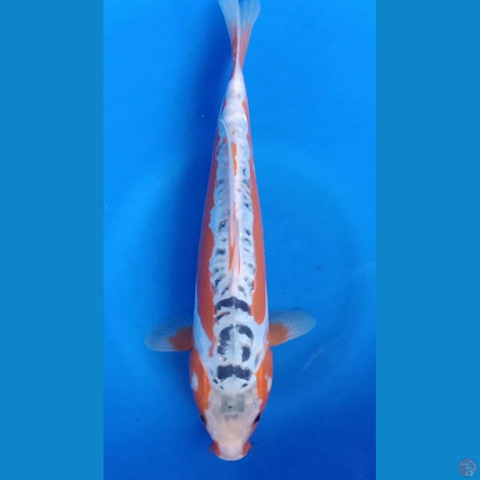 HANASUSUI M 32CM