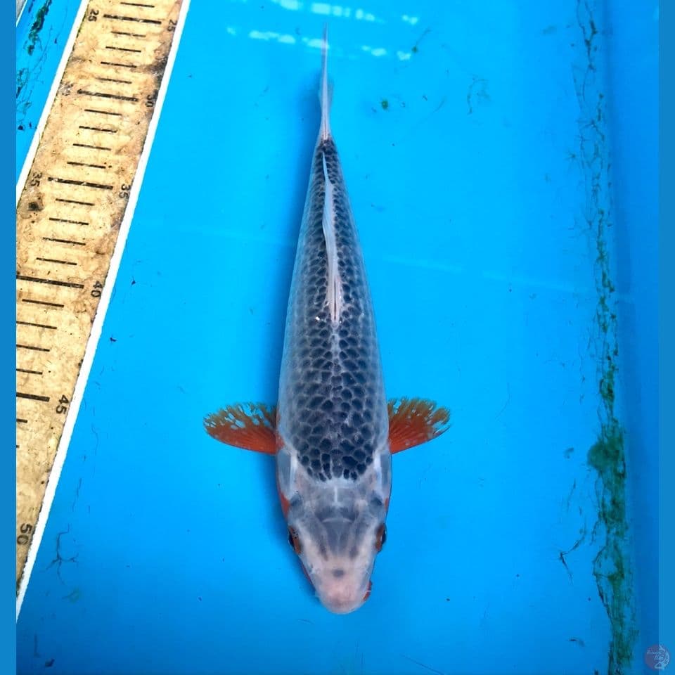 asagi 25cm
