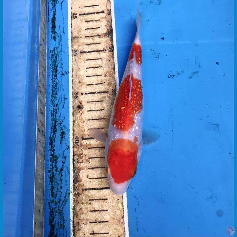 kohaku ginrin 20cm