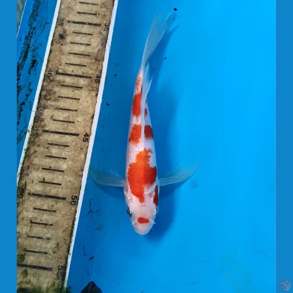 kohaku slayer 19cm