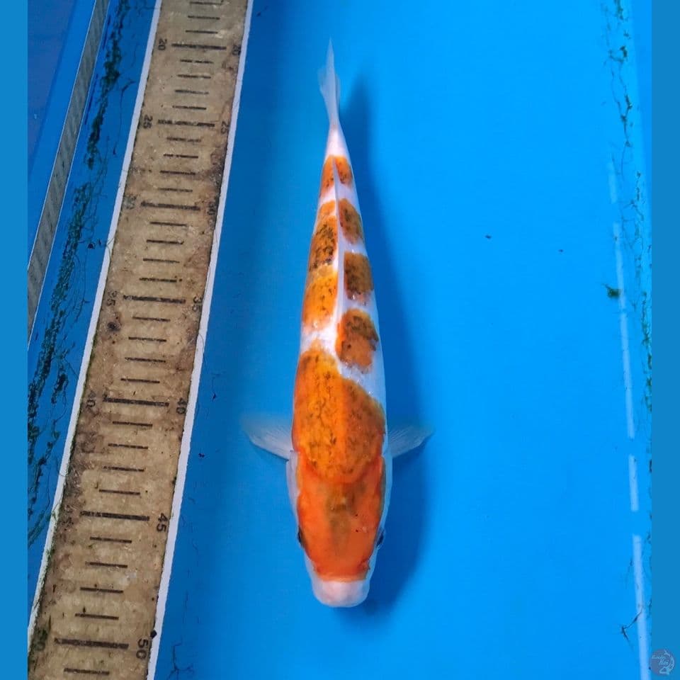 ai goromo 27cm