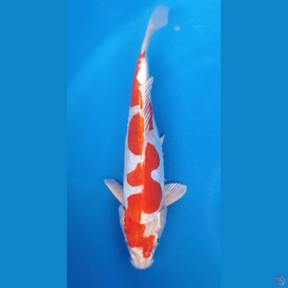 inazuma 32 cm