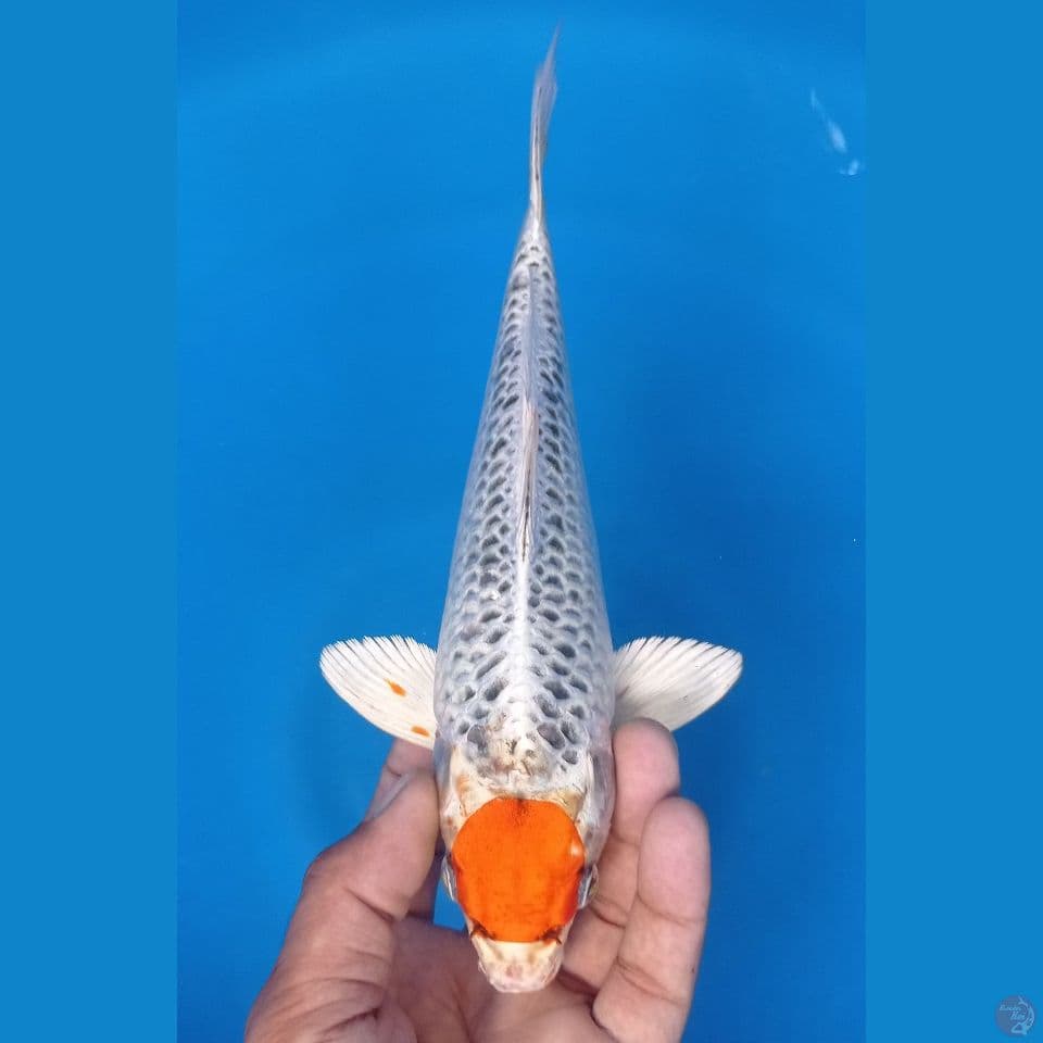 tancoku 28cm