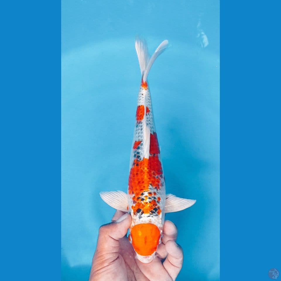 kujaku red 32cm