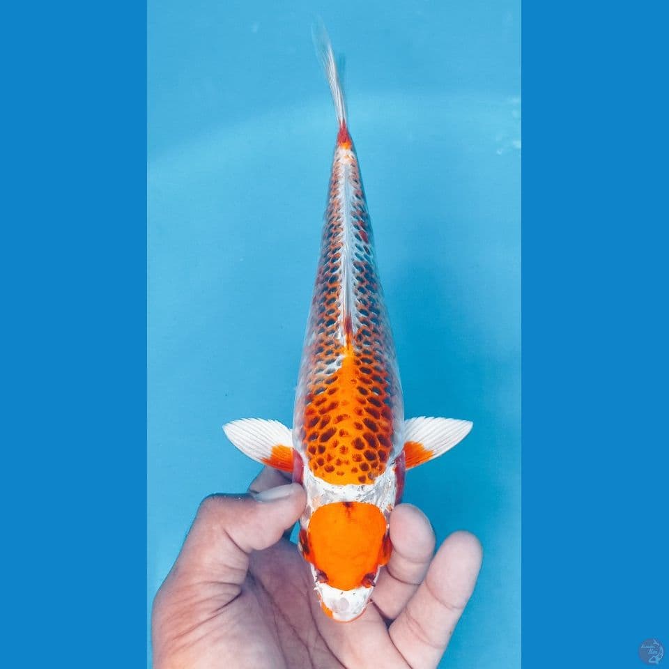 KANOKOKU 28CM