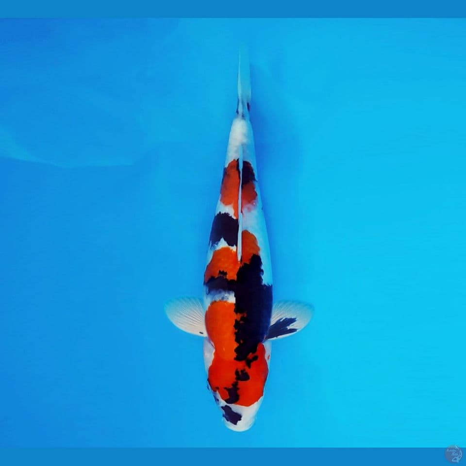 MUSASHI 3 ~ Showa Evolution 31 cm/male™,-