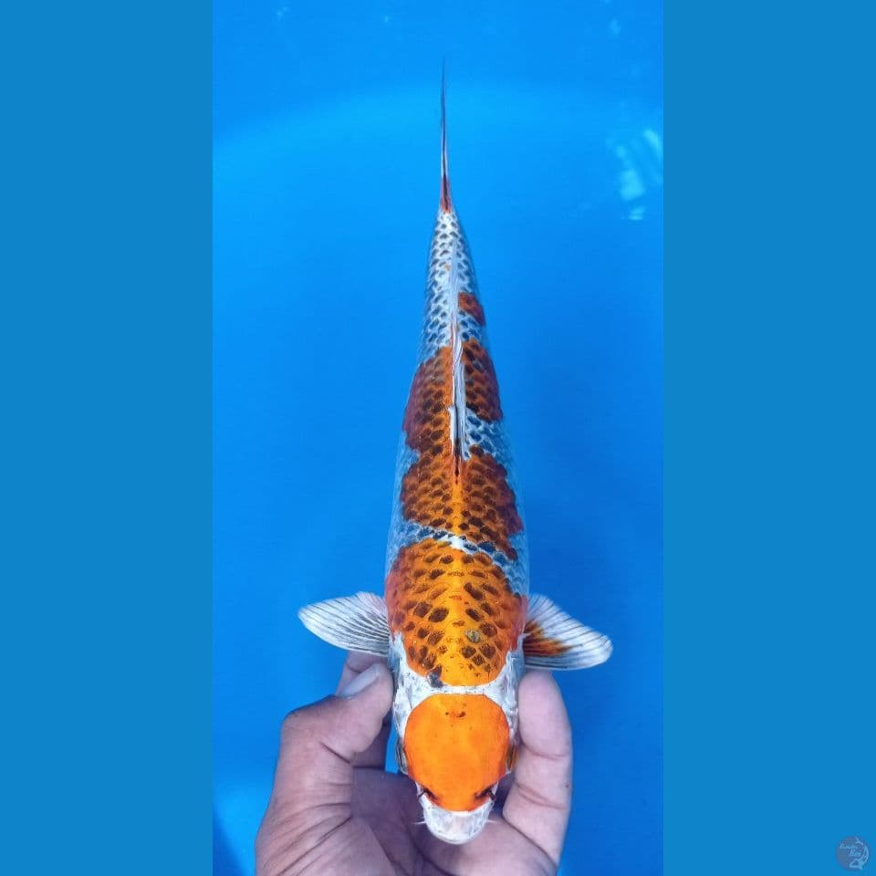 KIRINKU 30CM