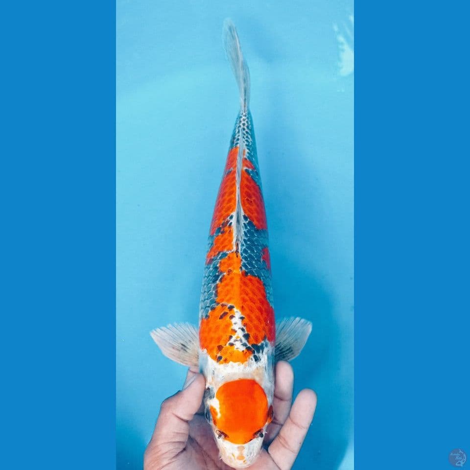 GINGA SQ 43CM