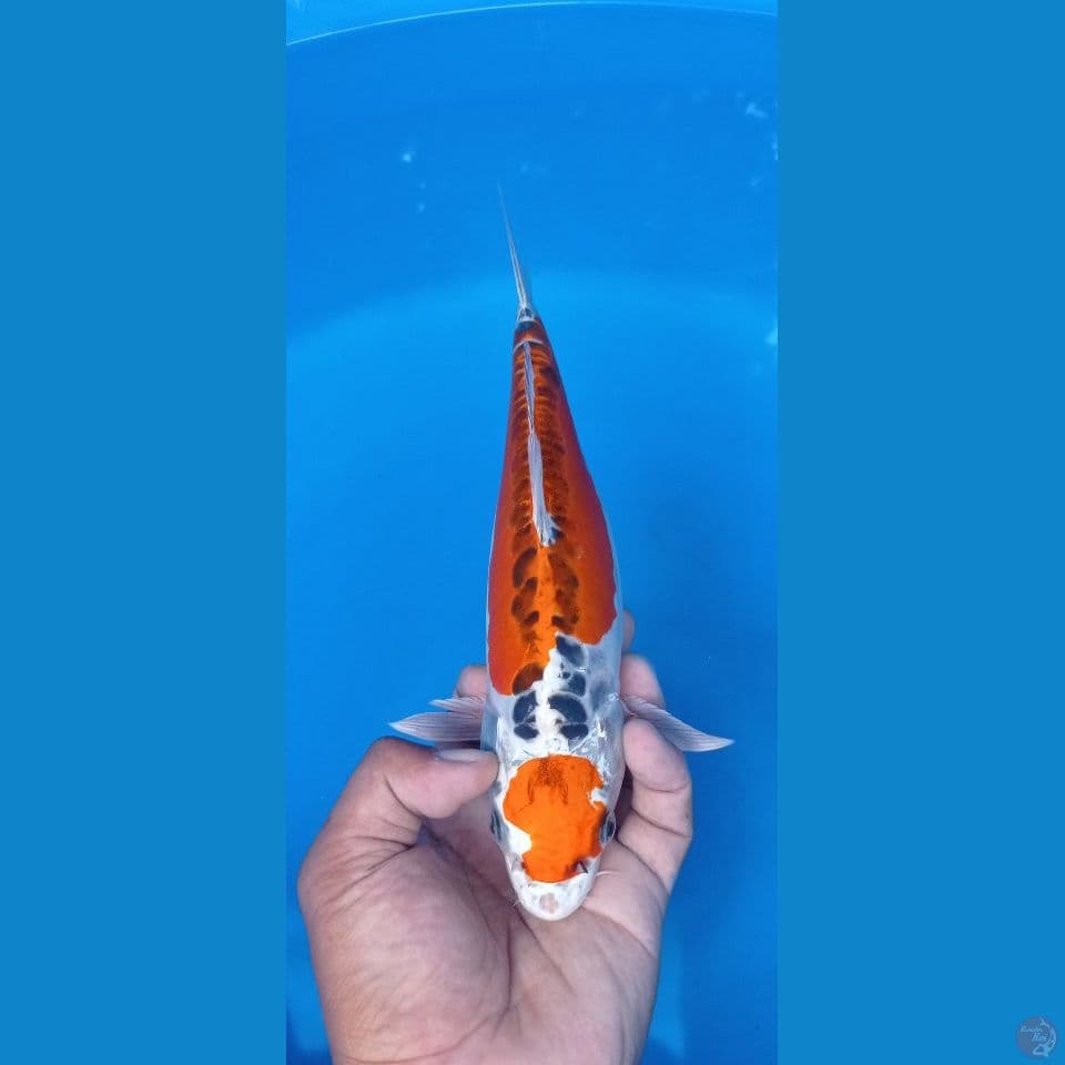 doitsuku 30cm