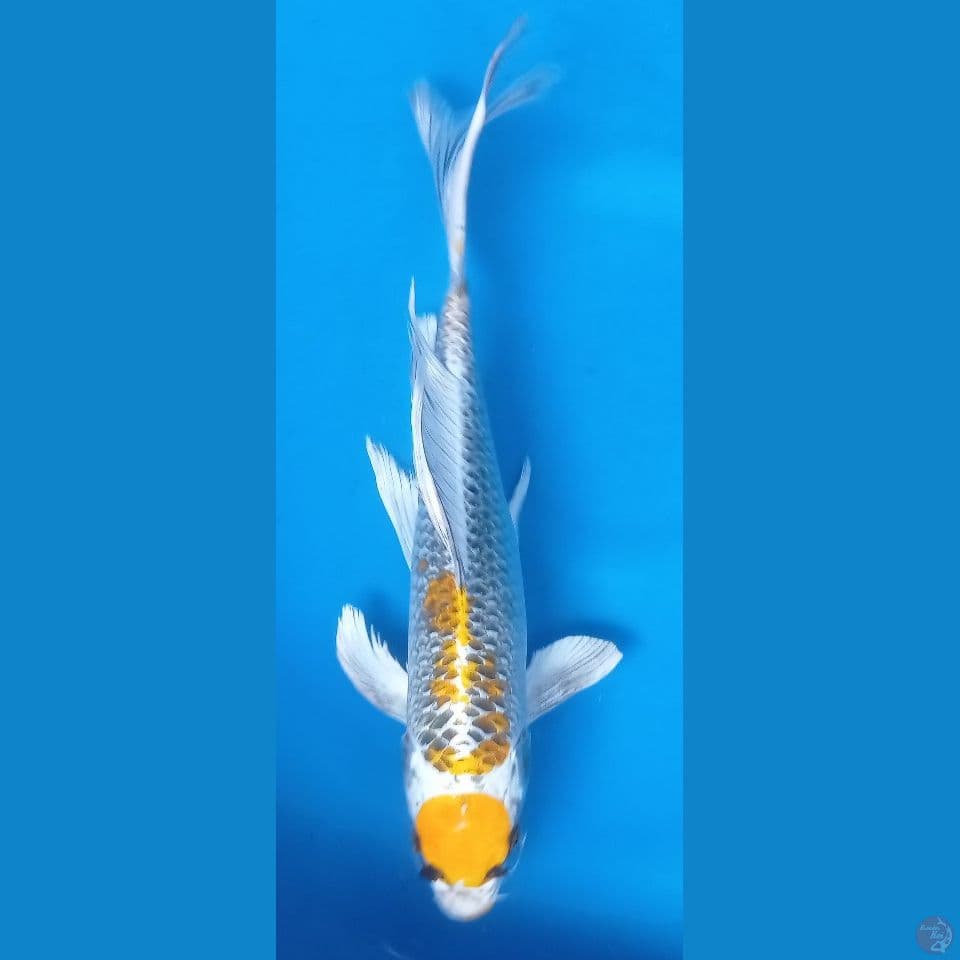 selendang kuning 35cm
