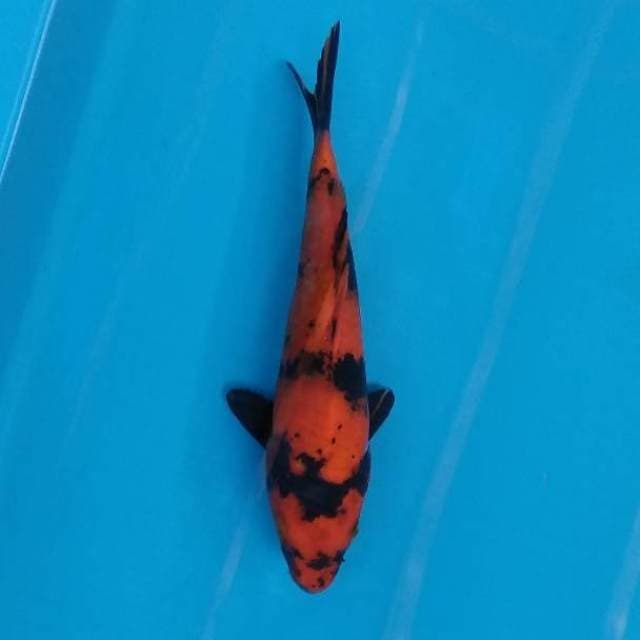 Hi utsuri
