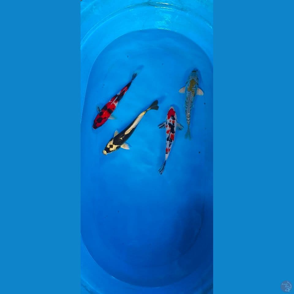 23-25cm Beny kumon, Kabuto, aragoke